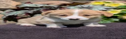 Welsh Corgi Pembroke dogs for sale: Nash - Ad 5
