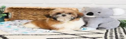 Shih Tzu dogs for sale: Theon  - Ad 4