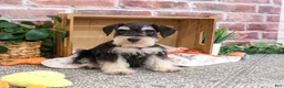 Miniature Schnauzer dogs for sale: Jeremy - Ad 4