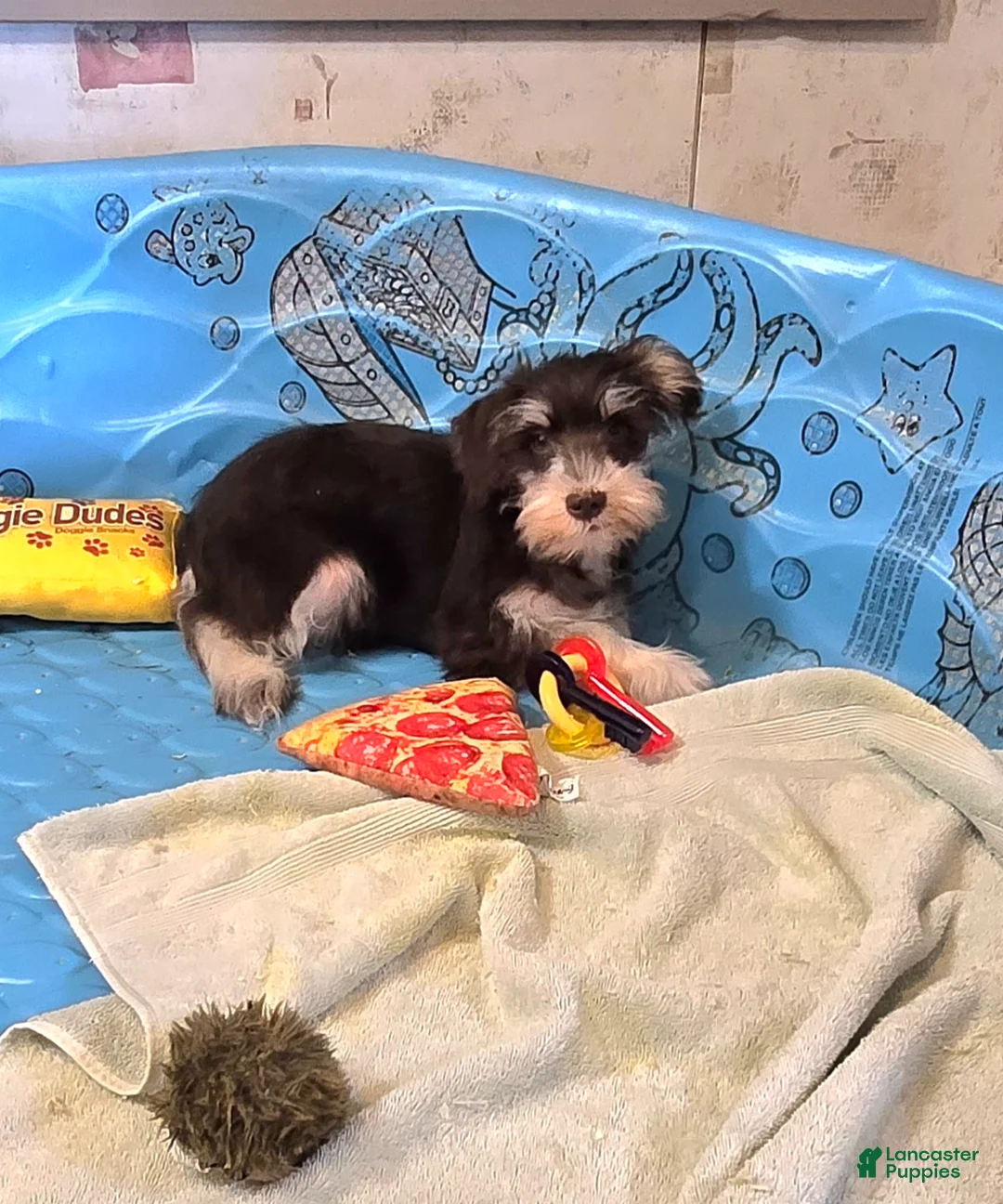 Miniature Schnauzer dogs for sale: Sherlock - Ad 2