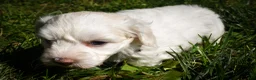 Maltese dogs for sale: Darling🩷 - Ad 15