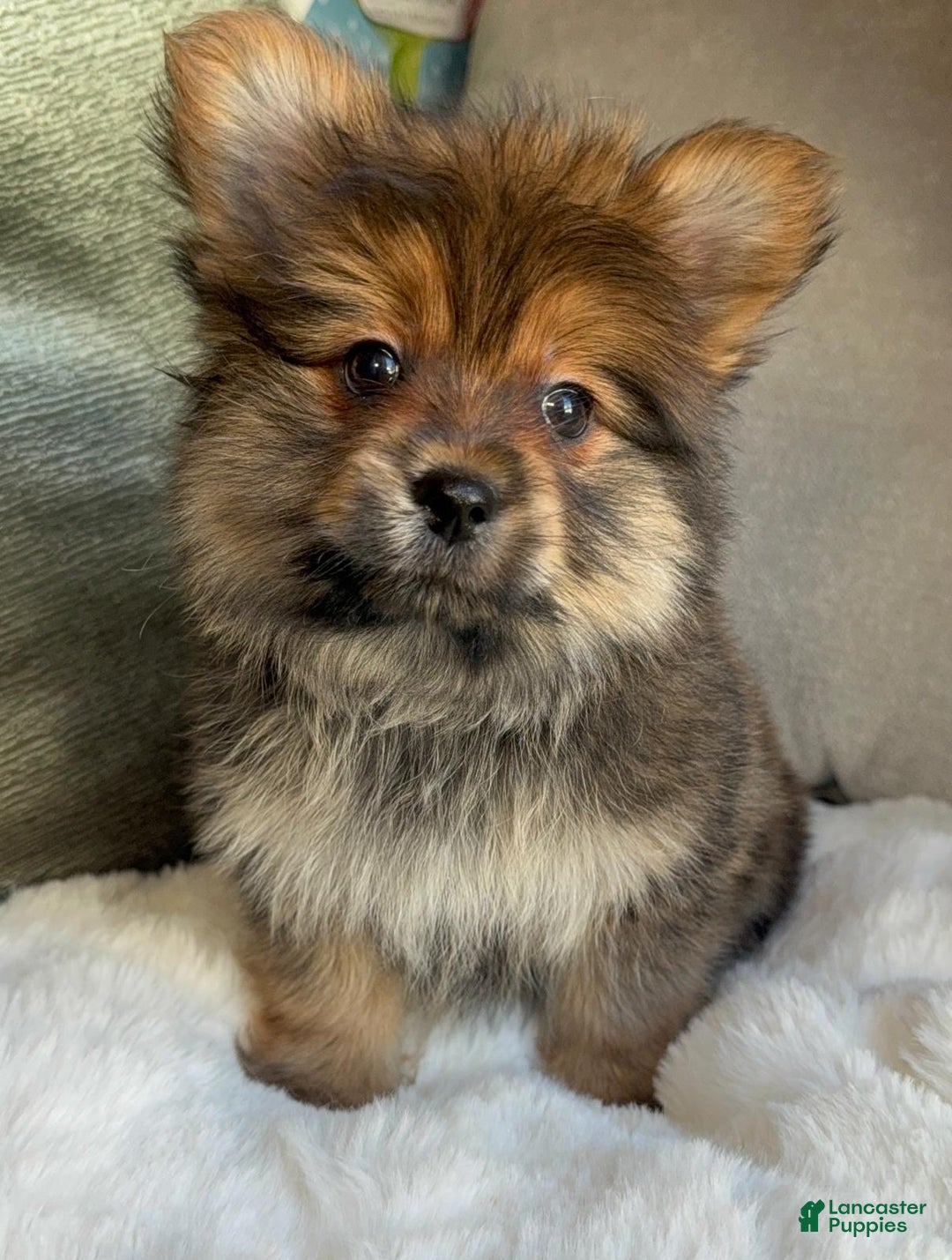 Mixed Breed dogs for sale: Designer Breed Yorkishire Terrier, Pomeranian Mix Puppy Male Buddy - Ad 7