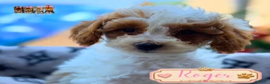 Roger 