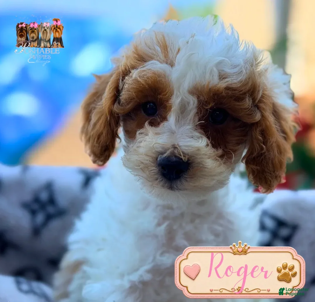 Mini Goldendoodle dogs for sale: Roger  - Ad 1