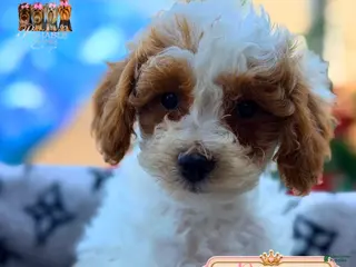 Mini Goldendoodle dogs Roger - Ad 17
