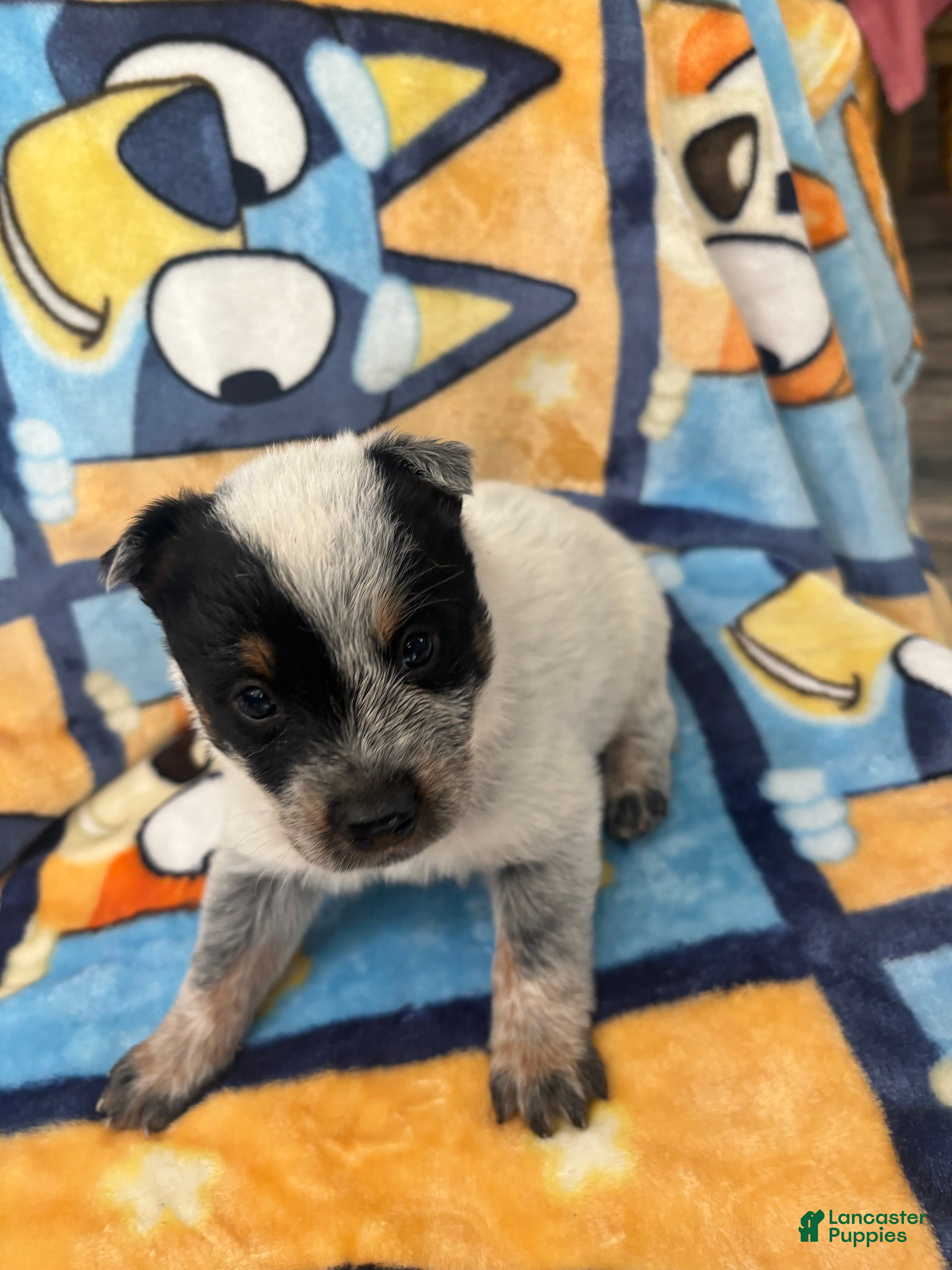 Australian Cattle Dog dogs Australian Cattle Dog Puppy 3 - Ad 6