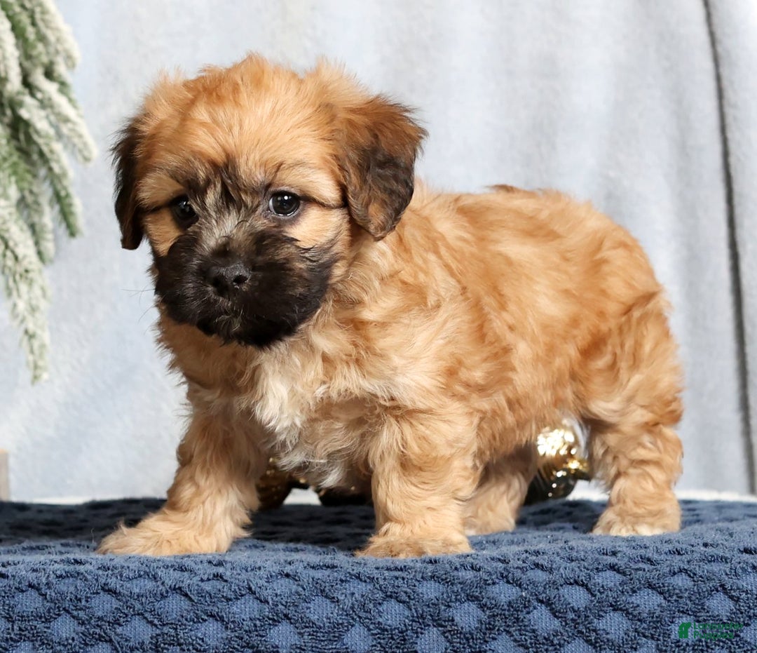 Mixed Breed dogs for sale: Jill - Ad 4