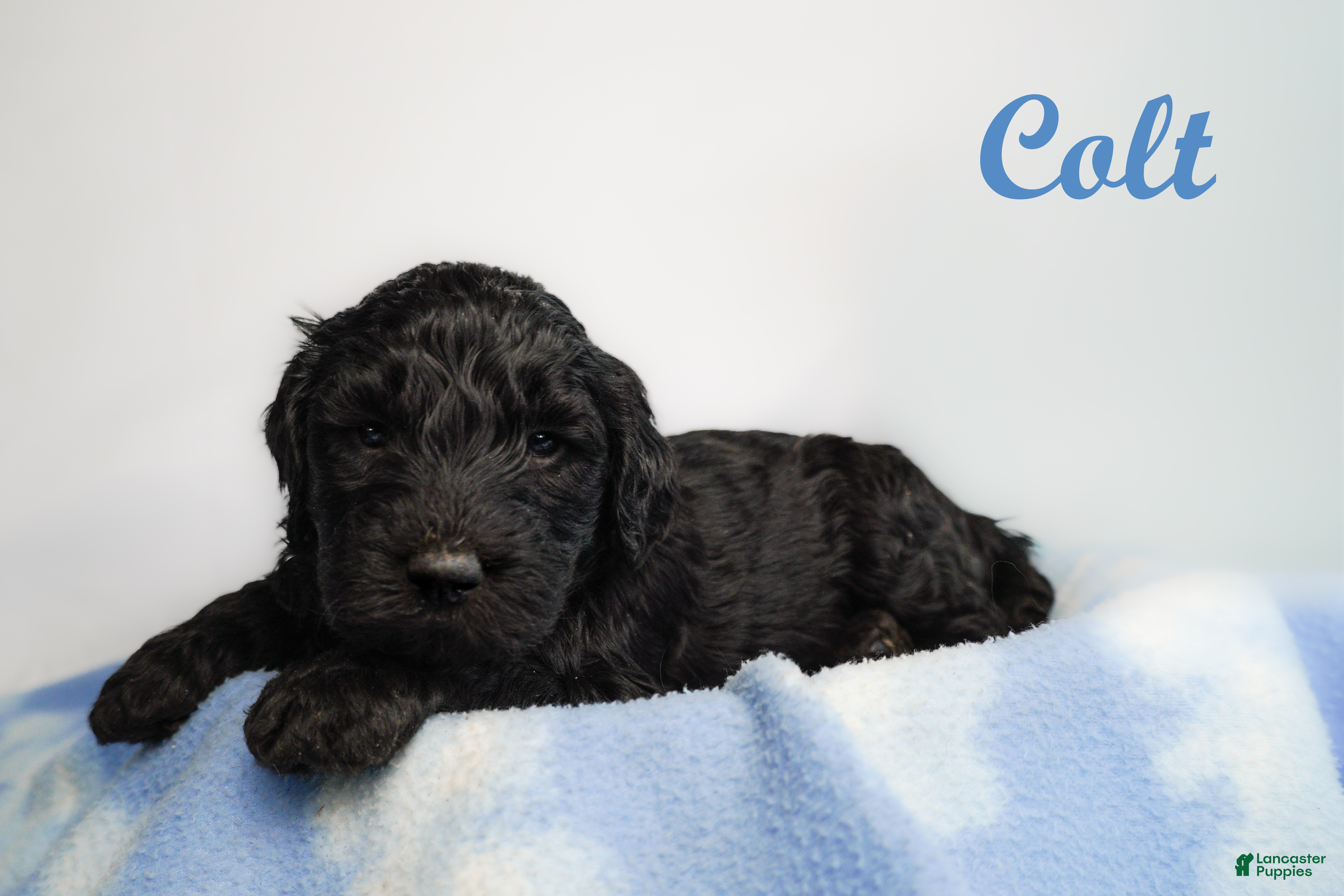 Bernedoodle dogs Winchester Bernedoodle Puppy 13 - Ad 29