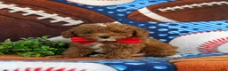 Toy Poodle dogs for sale: Sigmund 9 lbs Full Grown - Ad 4