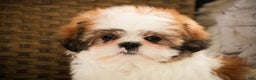 Shih Tzu dogs for sale: Bud - Ad 6