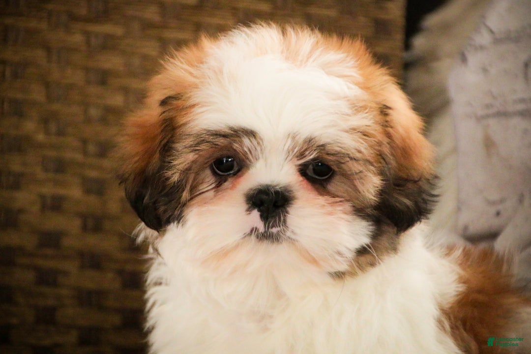 Shih Tzu dogs for sale: Bud - Ad 6