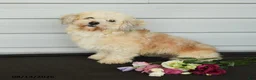 Havanese dogs for sale: Faith - Ad 3