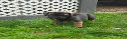 Cane Corso dogs for sale: Freya - Ad 3