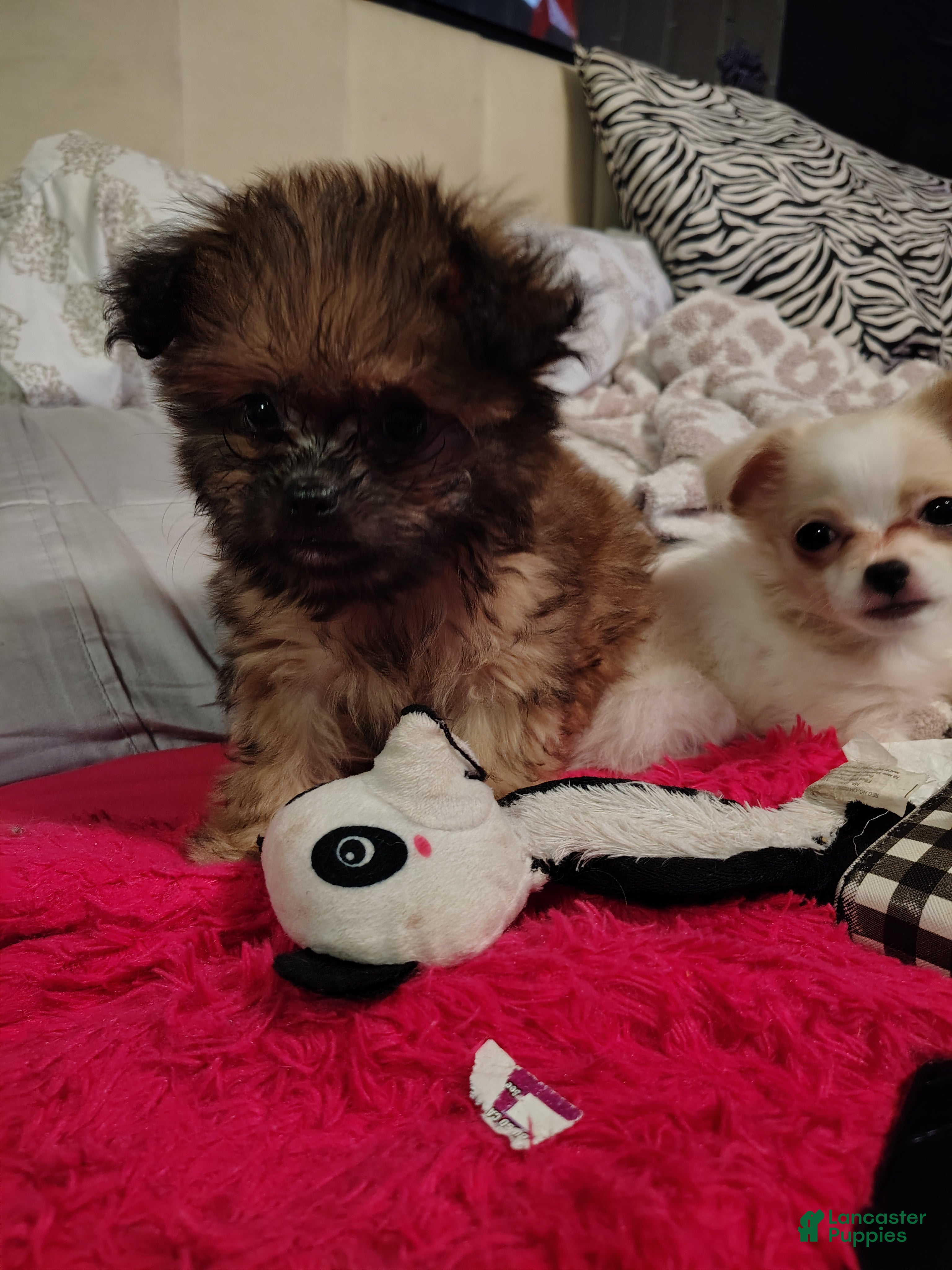 Chiweenie dogs Chiweenie 1 - Ad 19