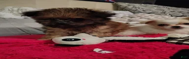 Chiweenie 1