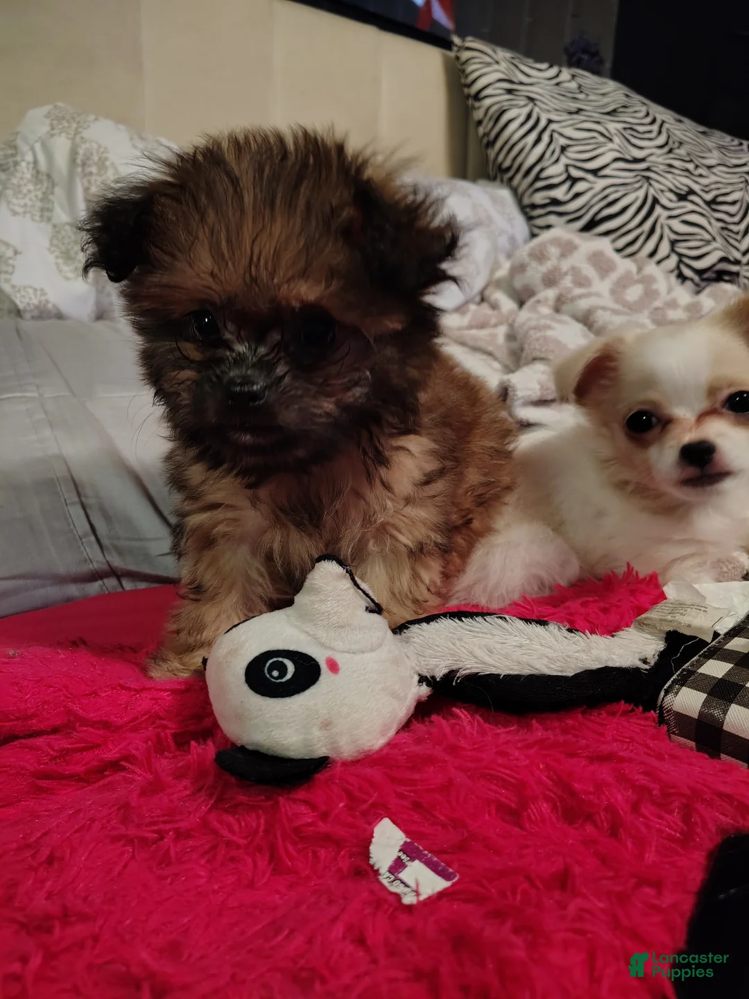 Chiweenie dogs for sale: Chiweenie 1 - Ad 1