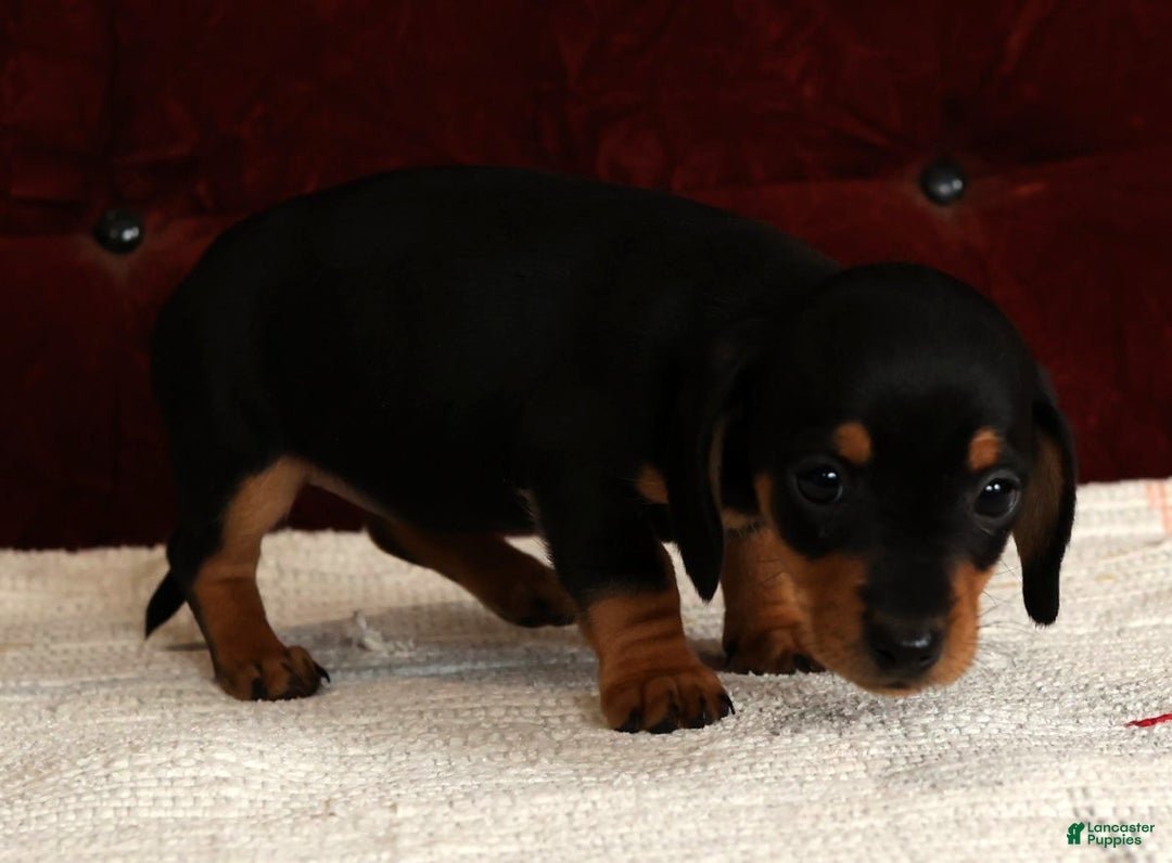 Miniature Dachshund dogs for sale: Krissy - Ad 2