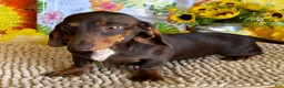 Miniature Dachshund dogs for sale: Benson - Ad 2