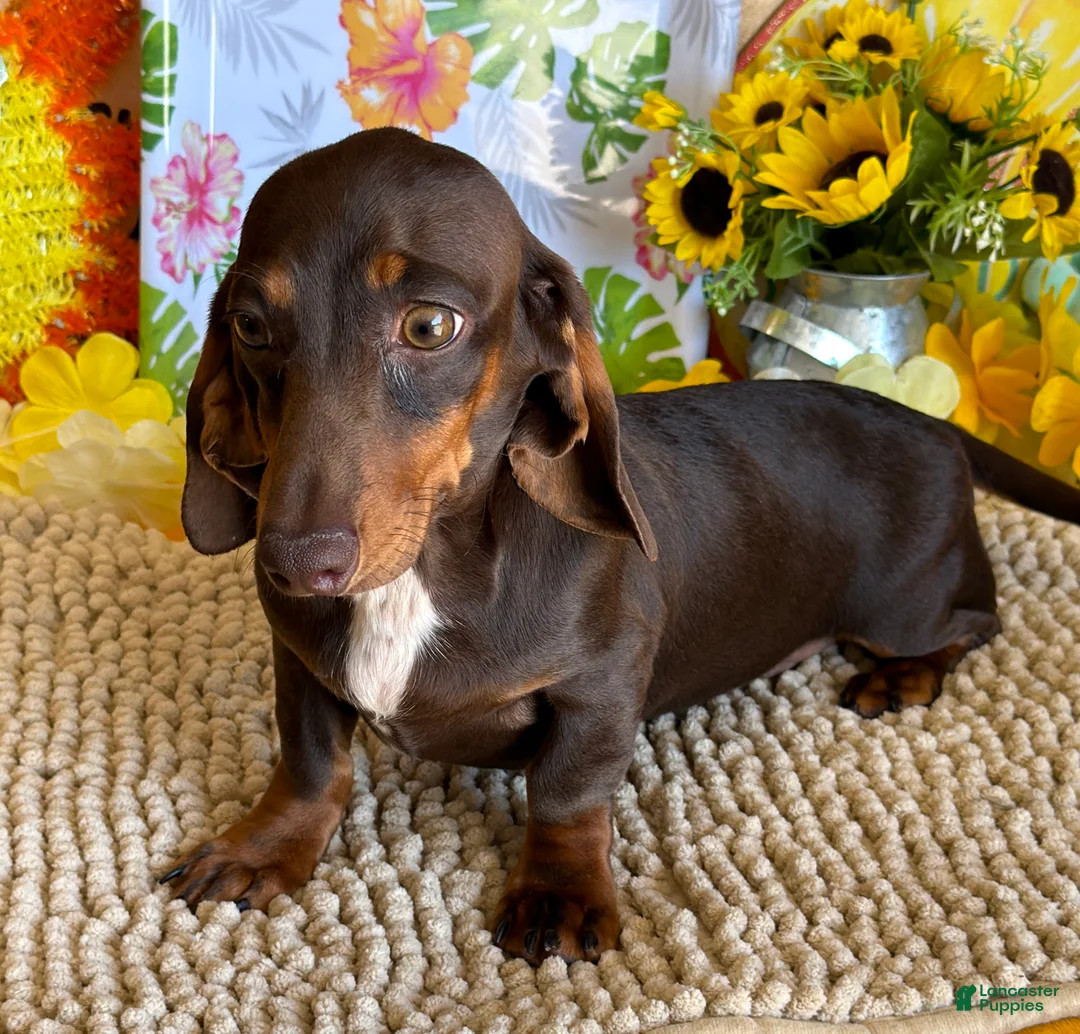 Miniature Dachshund dogs for sale: Benson - Ad 2