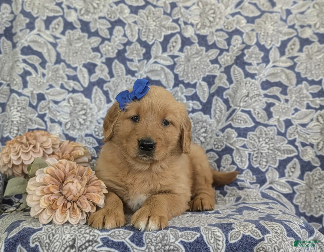 Golden Retriever dogs for sale: Makena - Ad 5