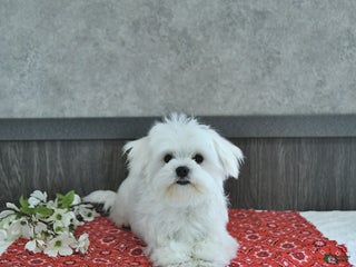Maltese dogs - Ad 5