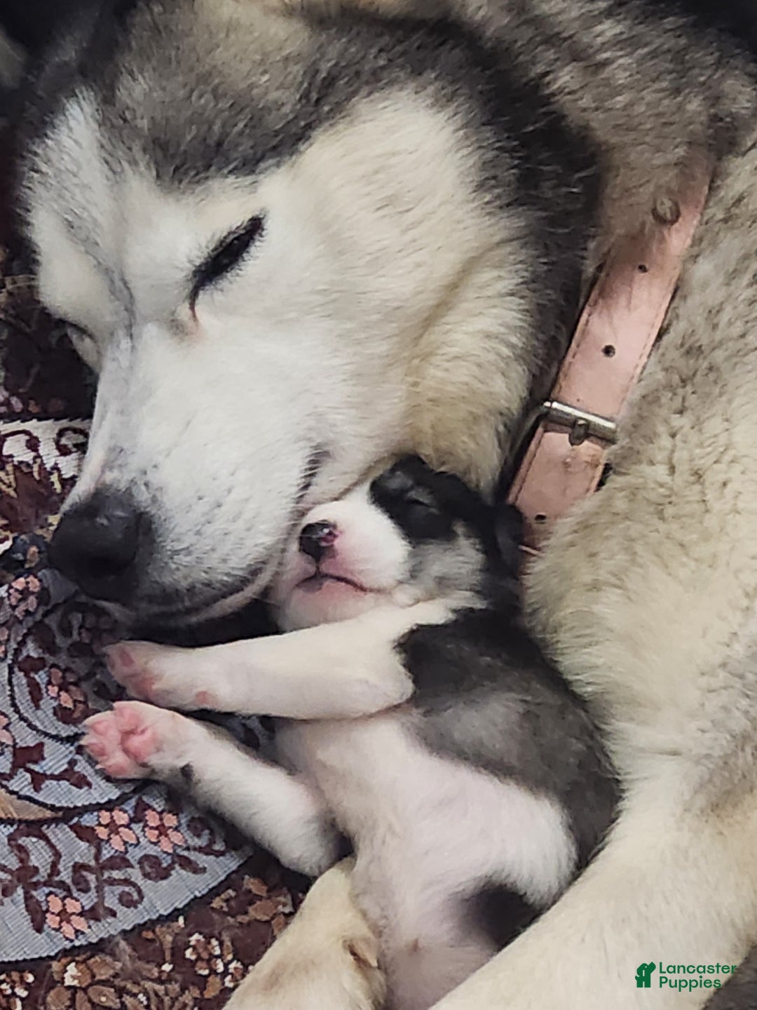 Siberian Husky dogs for sale: Siberian Husky Puppy 1 - Ad 5