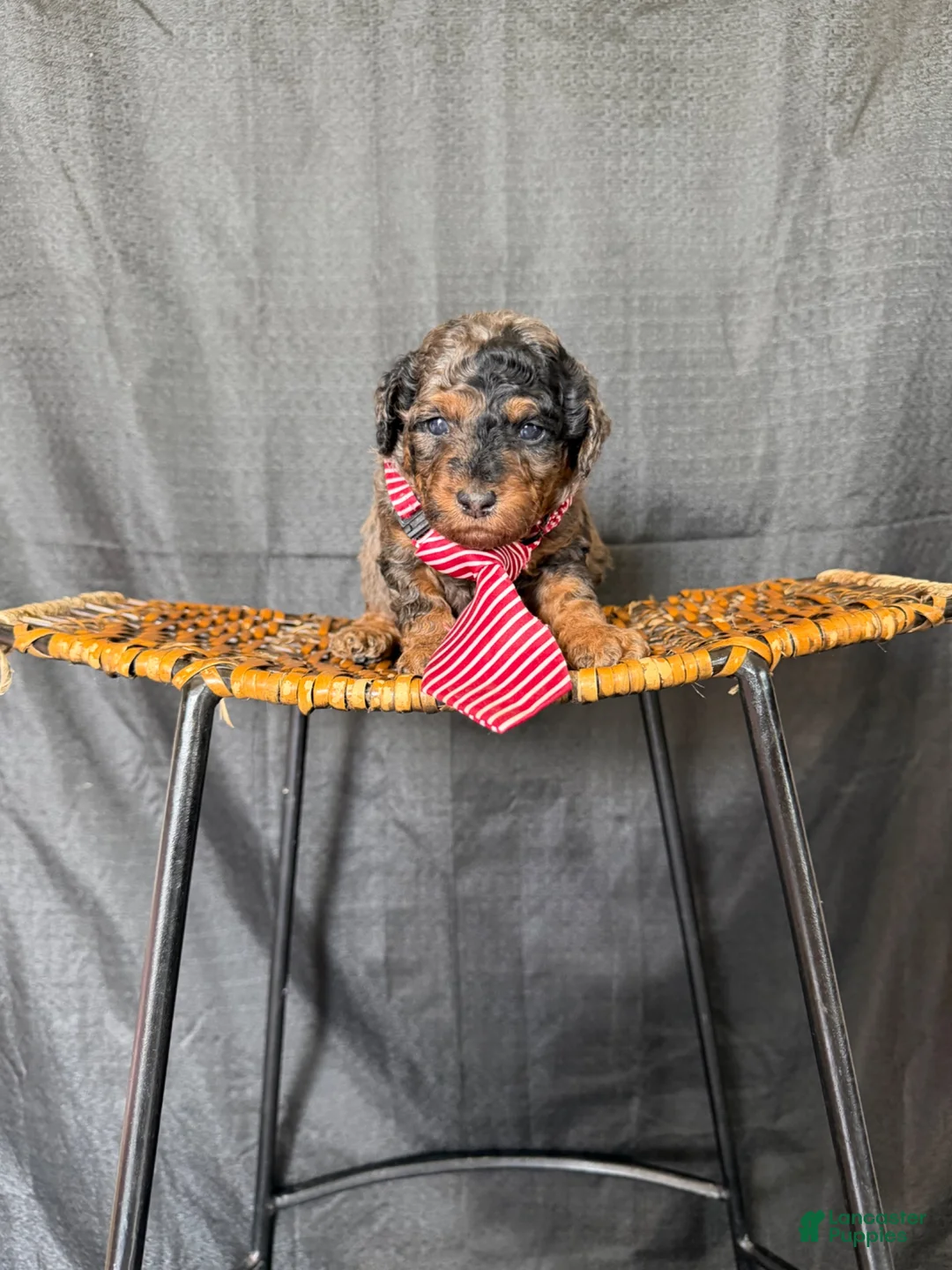 Miniature Poodle dogs for sale: Akc Clear genetics Blue Merle Phantom Boy 💙 - Ad 2