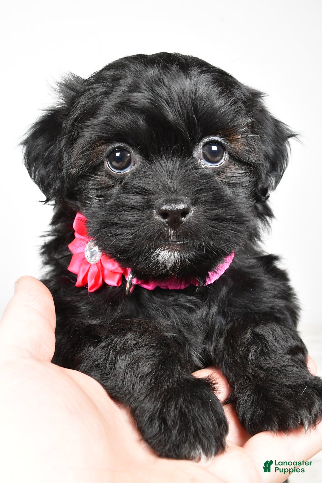 Shihpoo dogs for sale: Izzy - Ad 10