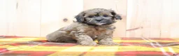 Shihpoo dogs for sale: Ryan - Ad 4