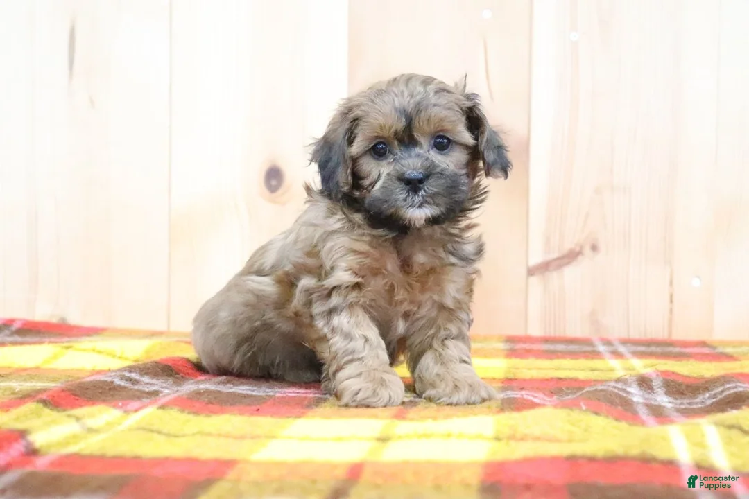 Shihpoo dogs for sale: Ryan - Ad 4