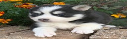 Alaskan Klee Kai dogs for sale: 🎄Wolf is reserved…Check out our other puppies! - Ad 6