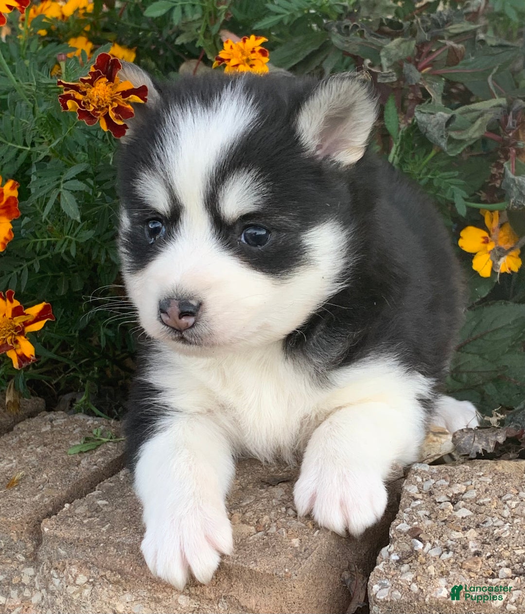 Alaskan Klee Kai dogs for sale: 🎄Wolf is reserved…Check out our other puppies! - Ad 6