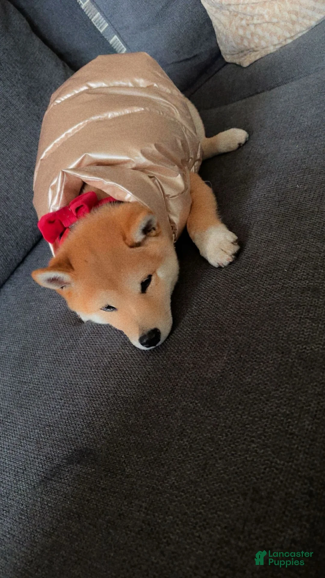 Shiba Inu dogs for sale: Shiba Inu 1 - Ad 2