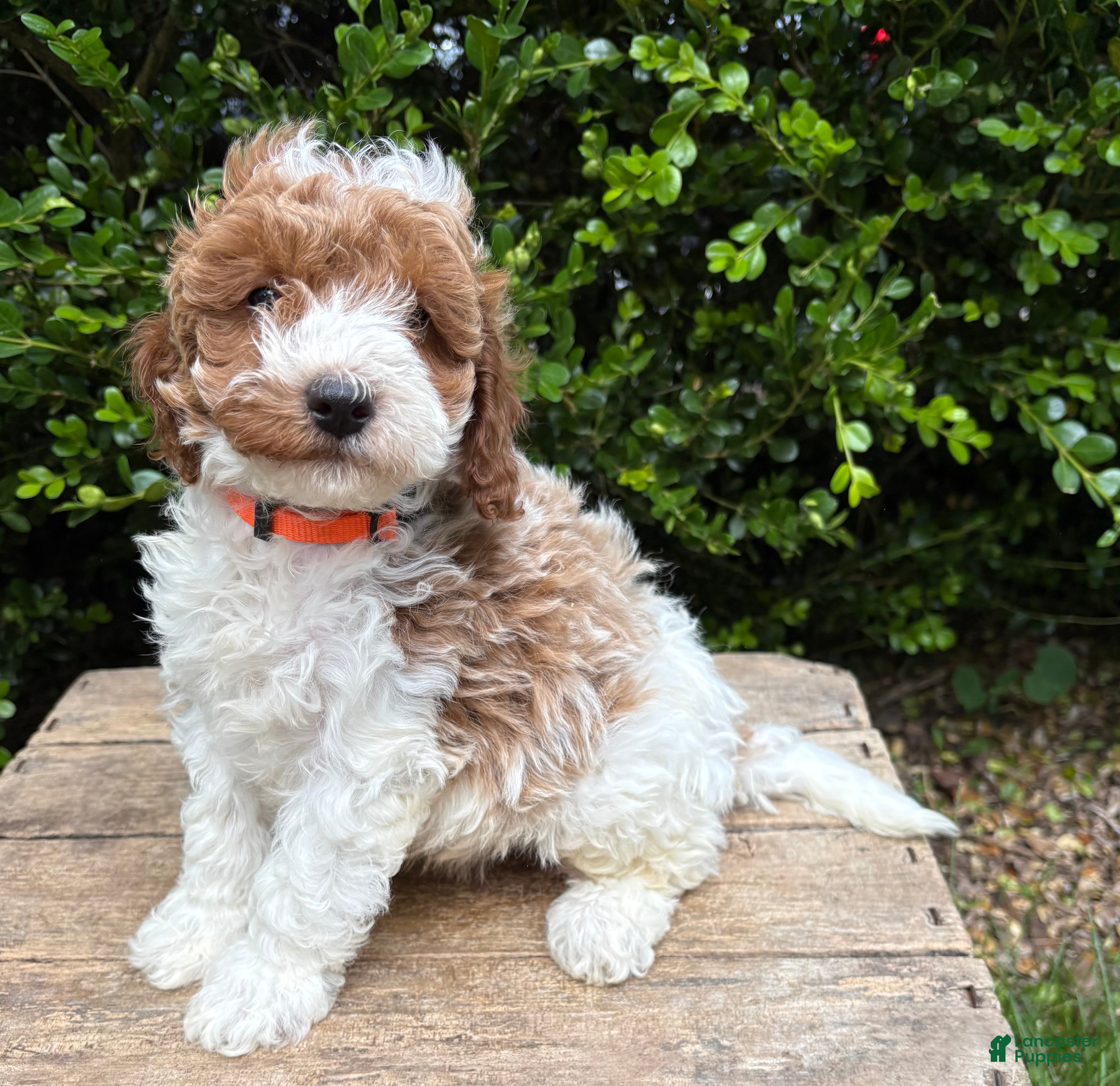 Goldendoodle dogs Alex - Ad 1