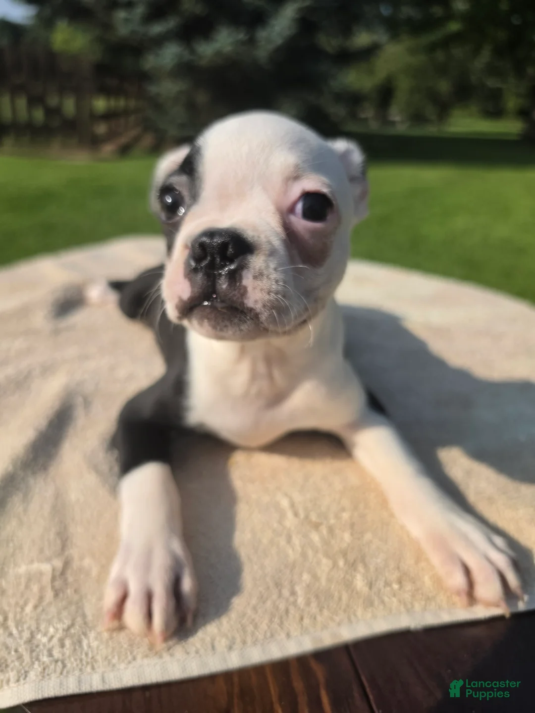 Boston Terrier dogs for sale: Boston Terrier Male 3 - Ad 3