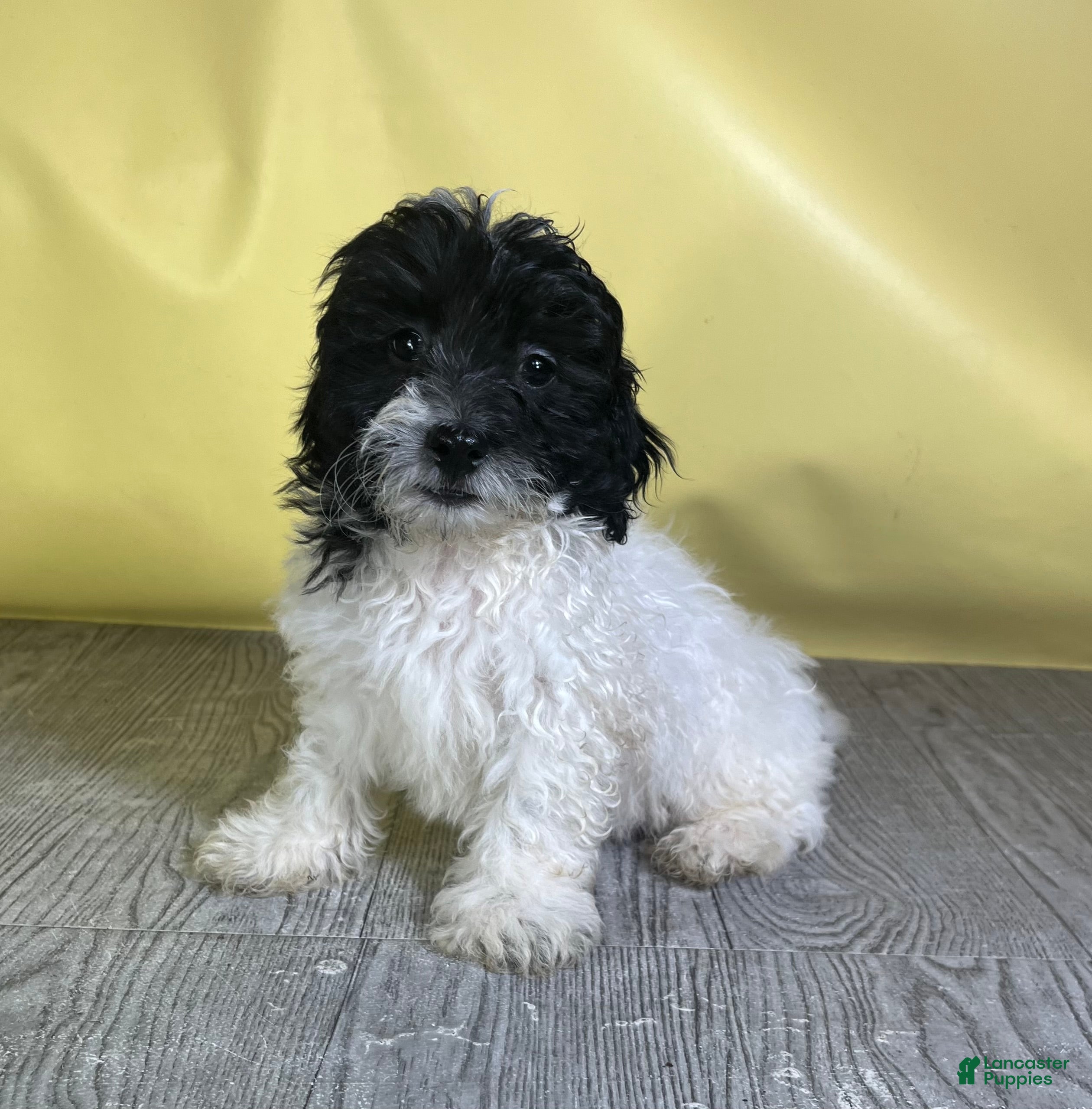 Teddy Bear dogs Oreo - Ad 2