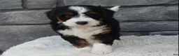 Mini Bernedoodle dogs for sale: Callie  - Ad 6