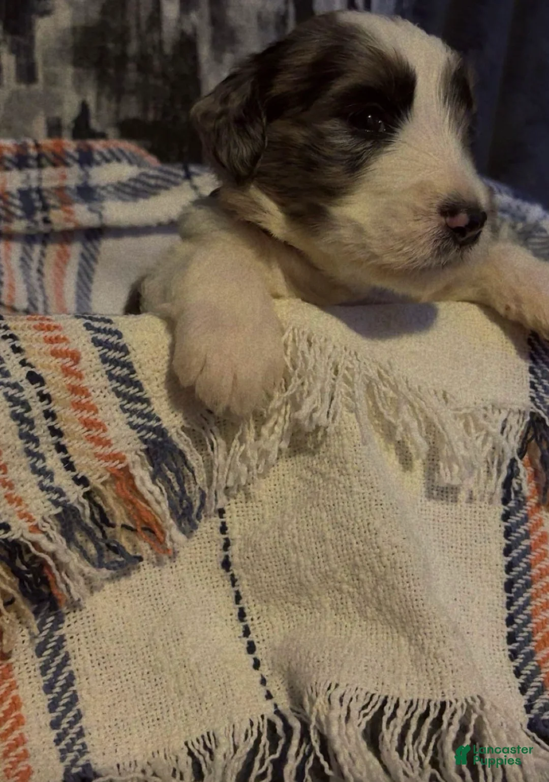 Double Doodle dogs for sale: Light green - Ad 1