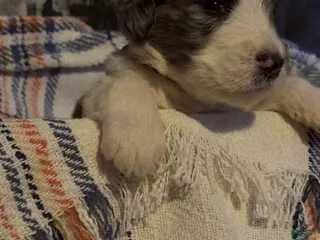 Double Doodle dogs Light green - Ad 2