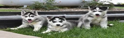 Siberian Husky dogs for sale: Glenda - Ad 3