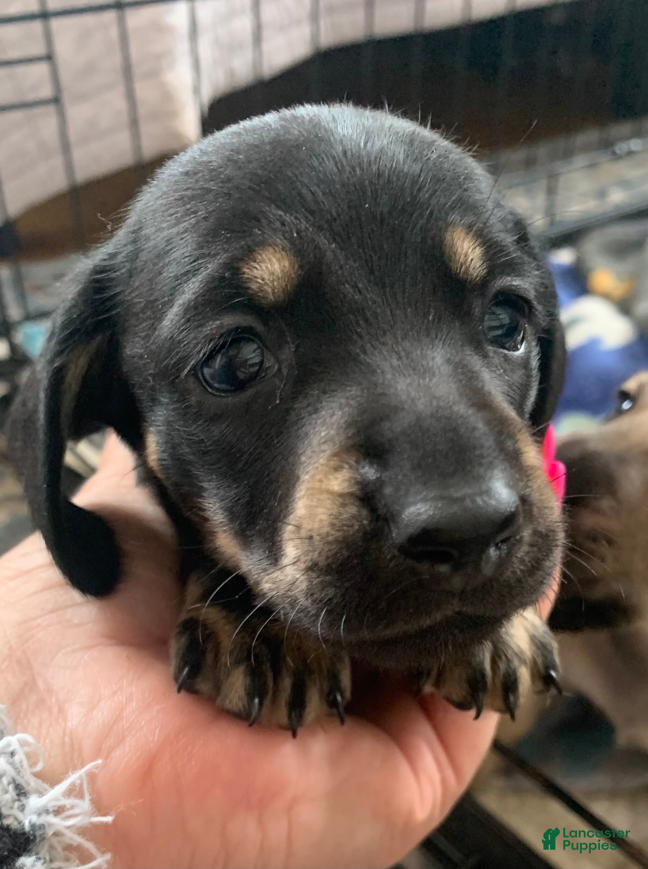 Dachshund dogs Black & Tan male smooth coat  - Ad 2