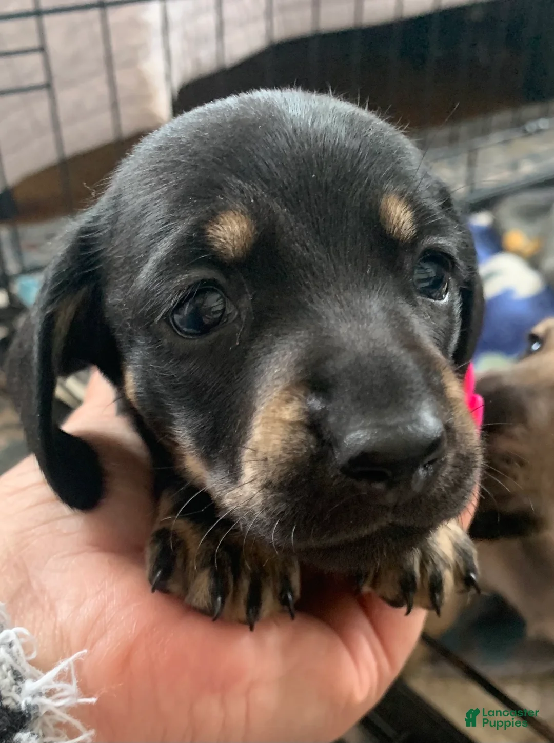Dachshund dogs for sale: Black & Tan male smooth coat  - Ad 2