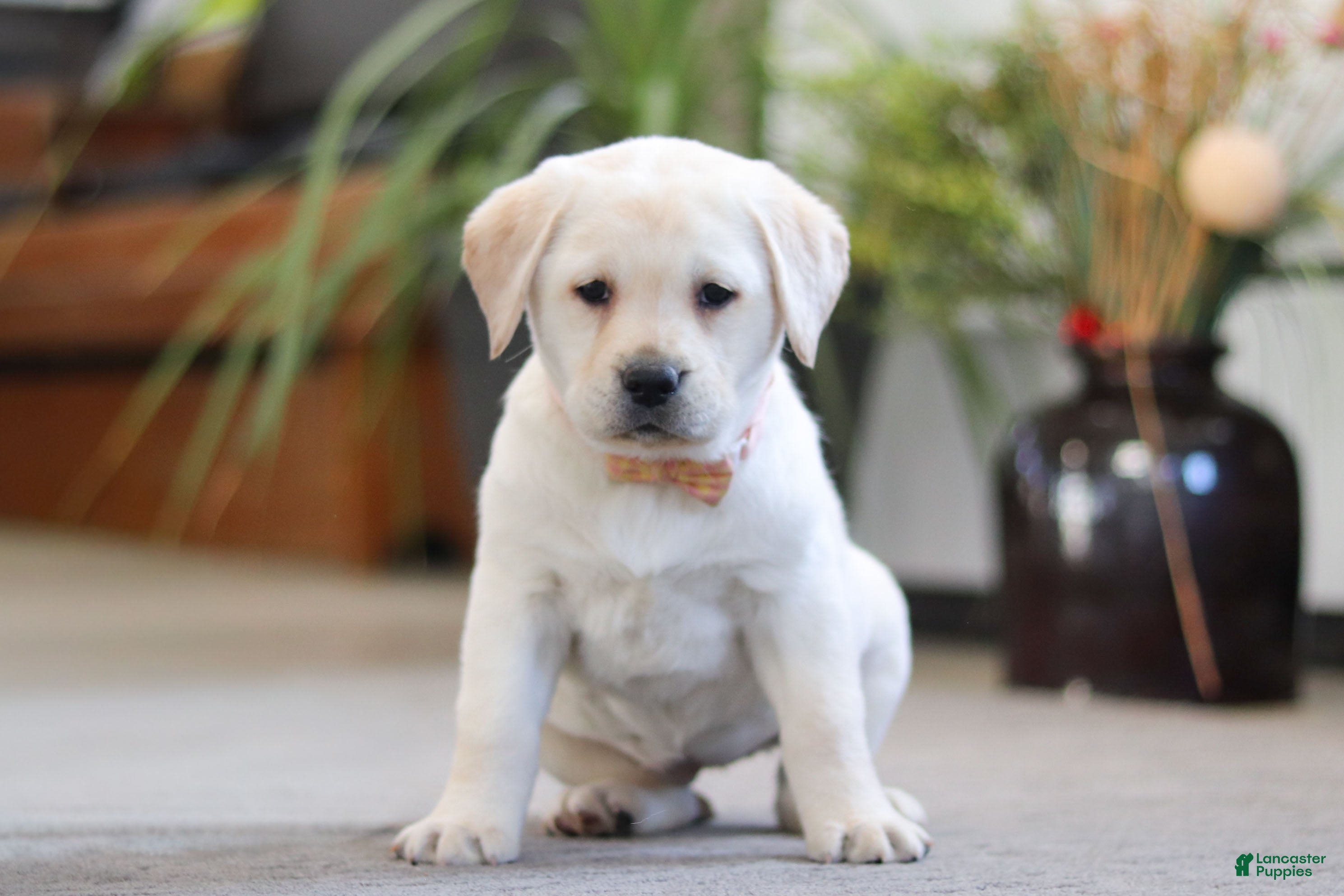 Labrador Retriever dogs Sonya - Ad 2
