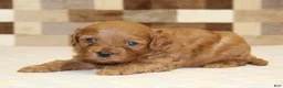 Cavapoo dogs for sale: Diego - Ad 3