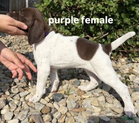 German Shorthaired Pointer dogs Purple Female - Ad 1