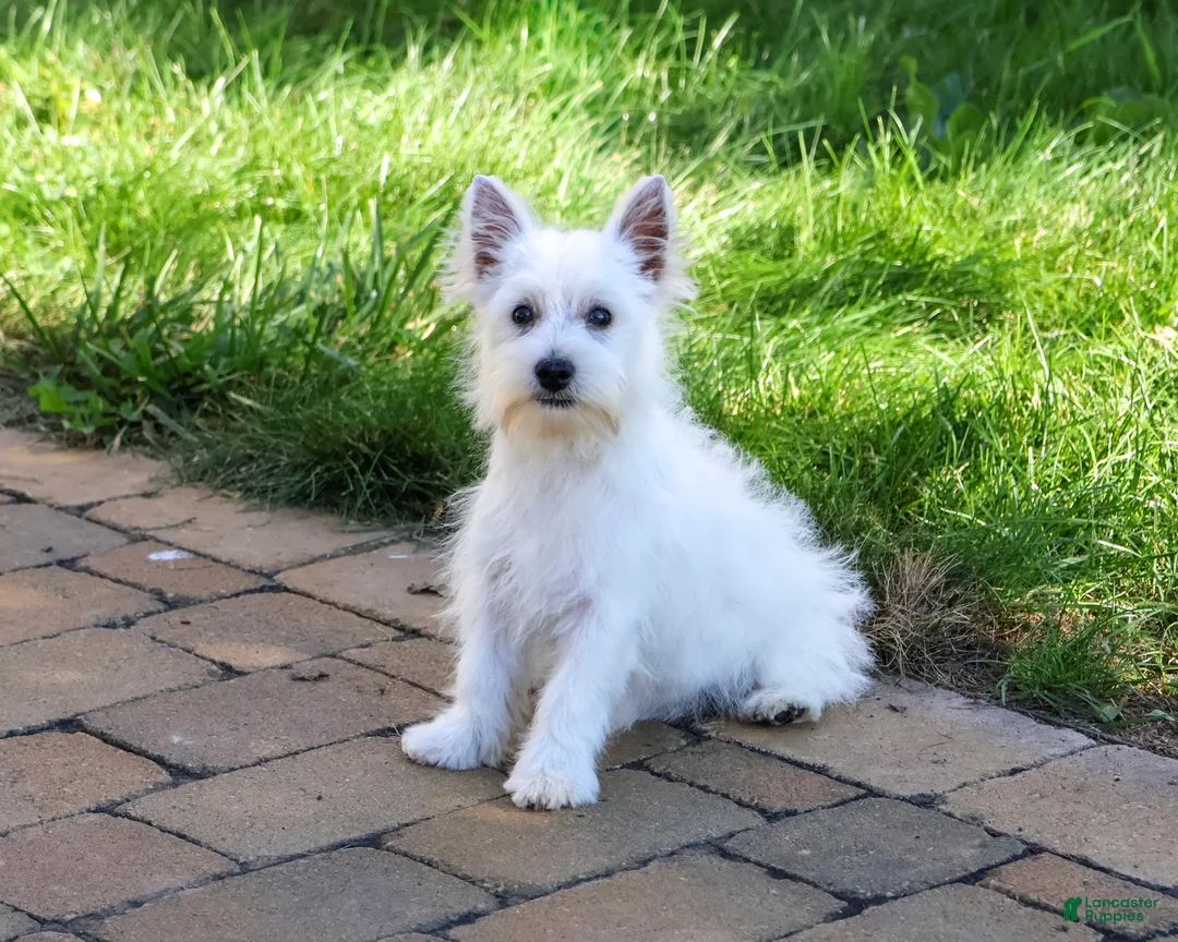 West Highland Terrier dogs for sale: Bonnie - Ad 2