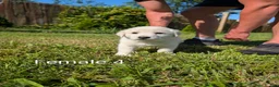 Mixed Breed dogs for sale: American Pyre 8 - Ad 2