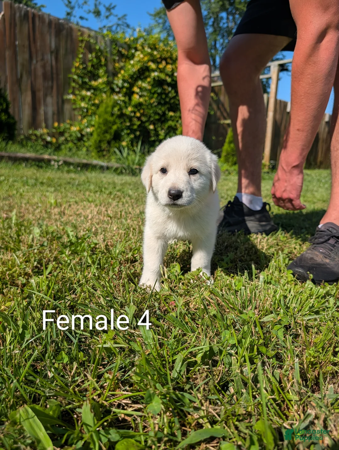 Mixed Breed dogs for sale: American Pyre 8 - Ad 2