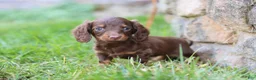 Miniature Dachshund dogs for sale: Stella - Ad 14