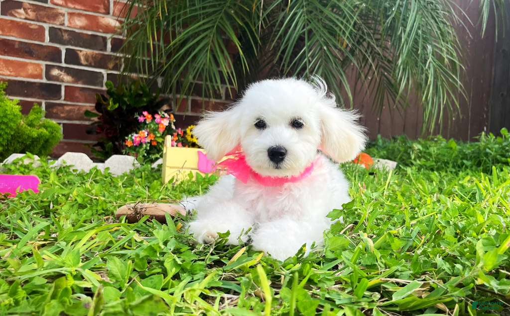 Maltipoo dogs Belle - Ad 1